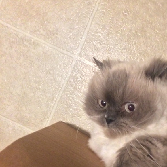 Meet your Posher, Denise! I love Poshmark! - Picture 3 of 7